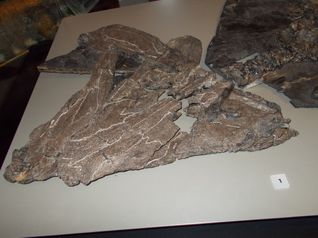 Fossil of the month Pholiderpeton Northumberland Wildlife Trust